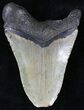 Bargain Megalodon Tooth - North Carolina #21676-1